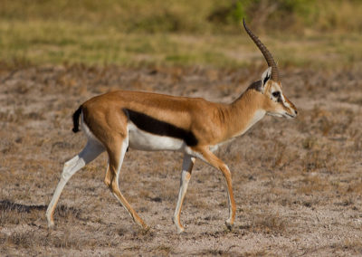 gazelle de thomson, thommie, animal, mammifere herbivore, antilope d'afrique