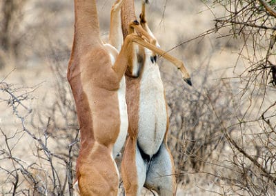 gazelle de waller photo, antilope girafe, generuk, mammifere d'afrique, grand cou