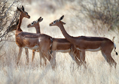 gazelle de waller photo, antilope girafe, generuk, mammifere d'afrique, grand cou