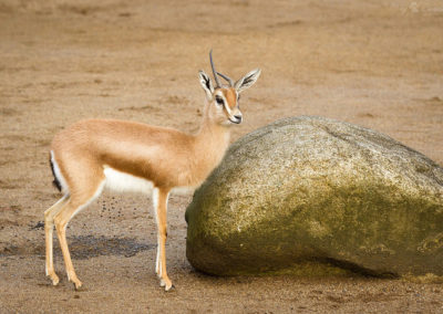 gazelle dorcas photo, animal, antilope, mammifere herbivore herbivore d'afrique