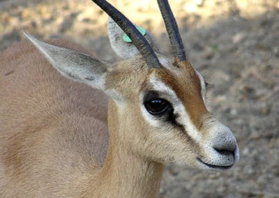 gazelle dorcas photo, animal, antilope, mammifere herbivore herbivore d'afrique