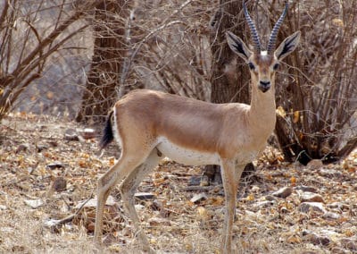 gazelle indienne photo, chinkara, animal antilope, mammifere herbivore d'asie du sud