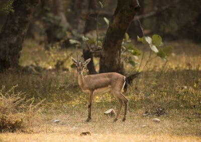 gazelle indienne photo, chinkara, animal antilope, mammifere herbivore d'asie du sud