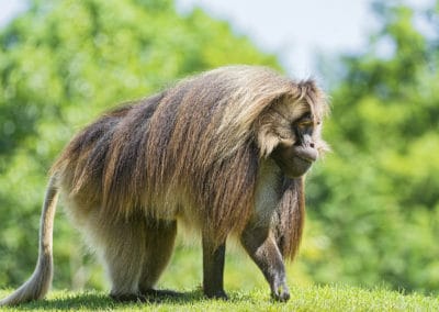 le gelada, singe lion, animal, babouin, primate, singe d'afrique de l'est - Instinct animal