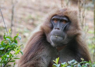 le gelada, singe lion, animal, babouin, primate, singe d'afrique de l'est - Instinct animal