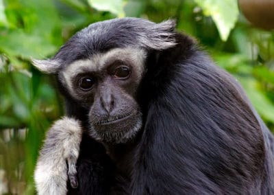 gibbon a bonnet male, animal, singe à coiffe, primate d'asie en danger de disparition