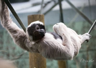 gibbon a bonnet femelle, animal, singe à coiffe, primate d'asie en danger de disparition