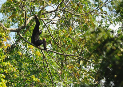 gibbon a bonnet male dans un arbre, animal, singe à coiffe, primate d'asie en danger de disparition