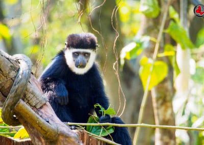 gibbon a favoris blancs du nord male, singe, joues blanches, primate d'asie en danger critique d'extinction