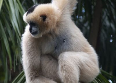 gibbon a favoris blancs du nord femelle, singe, joues blanches, primate d'asie en danger critique d'extinction