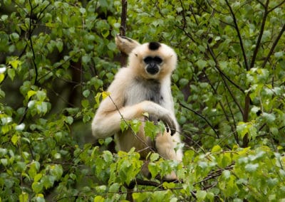 gibbon a joues jaunes femelle, animal, primate, singe d'asie du sud est en danger d'extinction
