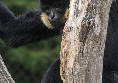 gibbon a joues jaunes mâle, animal, primate, singe d'asie du sud est en danger d'extinction