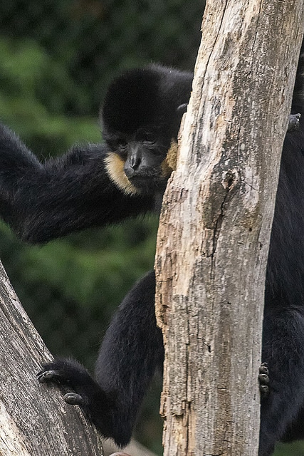 Gibbon à joues jaunes : taille, poids, habitat, alimentation, chant,  longévité, menaces