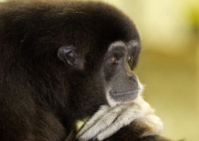 gibbon a mains blanches male, gibbon lar singe, animal, primate d'asie en danger de disparition