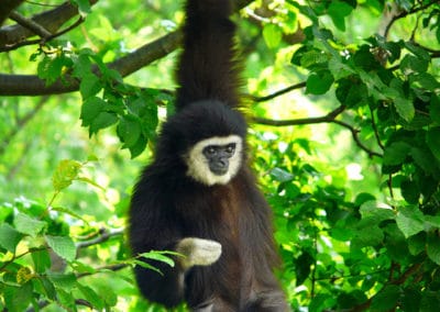 gibbon a mains blanches male, gibbon lar, singe, animal, primate d'asie en danger de disparition