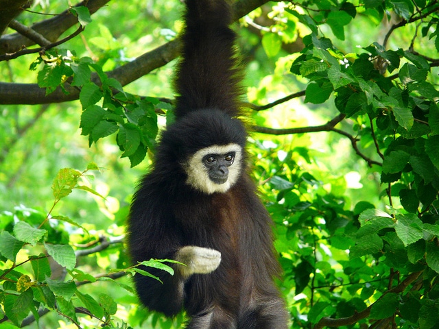 Photo de gibbon à mains blanches du parc de Branféré - Les photos