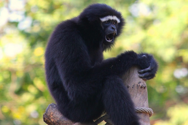 gibbon agile, ungko, male, primate, singe d'asie du sud est menacé de disparition