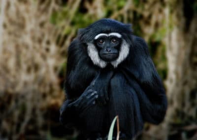 gibbon agile, ungko, male, primate, singe d'asie du sud est menacé de disparition