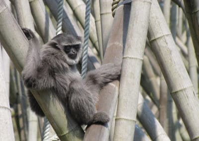 gibbon cendre, argente, singe de java, asie du sud-est en danger de disparition