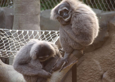 gibbon cendre, argente, singe de java, asie du sud-est en danger de disparition