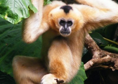 gibbon de hainan, animal, singe, primate de chine en danger critique de disparition