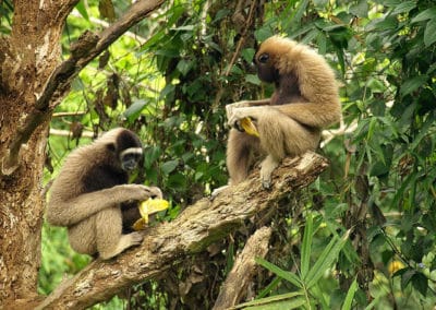 Le gibbon de Muller, primate, singe d'Asie du sud est, en danger d'extinction, menacé de disparition