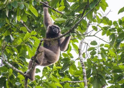 Le gibbon de Muller, primate, singe d'Asie du sud est, en danger d'extinction, menacé de disparition