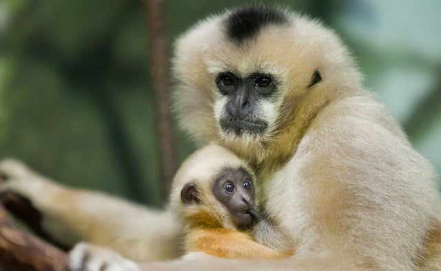 bebe gibbon de hainan, primate du sud est de la chine, singe en danger d'extinction