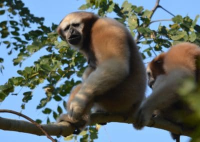 gibbon hoolock occidental, animal, primate, singe d'asie du sud est en danger de disparition
