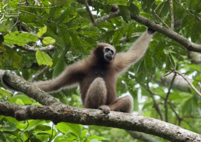 gibbon hoolock occidental, animal, primate, singe d'asie du sud est en danger de disparition