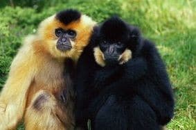 gibbon noir, animal, primate, singe d'asie du sud-est menacé d'extinction