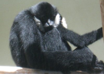 gibbon noir, mâle, animal, primate, singe d'asie du sud-est menacé d'extinction