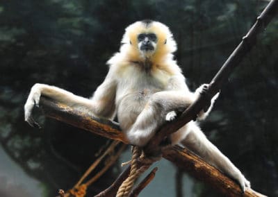 gibbon noir, femelle, animal, primate, singe d'asie du sud-est menacé d'extinction