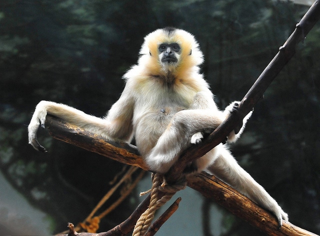 Gibbon noir : taille, poids, habitat, alimentation, reproduction
