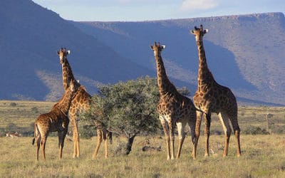 5 choses insolites à savoir sur la girafe