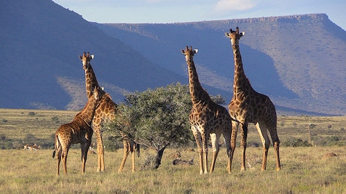 5 choses insolites à savoir sur la girafe