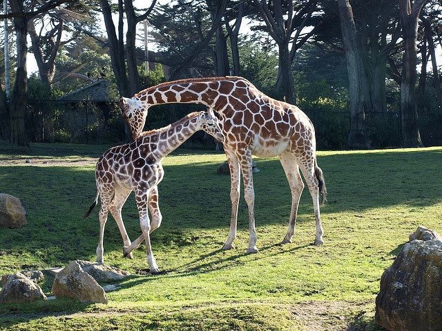 bebe girafe, girafon, girafeau avec sa mere, mammiferes herbivores d'afrique