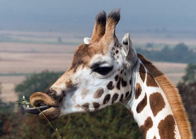 la girafe, animal, mammifere herbivore d'afrique au grand cou