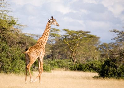 la girafe, animal, mammifere herbivore d'afrique au grand cou