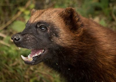 glouton, carcajou, animal feroce dangereux et vorace, mustelidé, mammifere carnivore du Canada