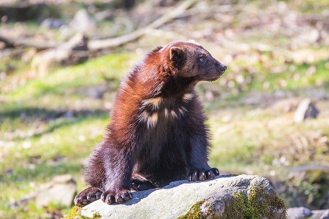 glouton, carcajou, animal feroce dangereux et vorace, mustelidé, mammifere carnivore du Canada