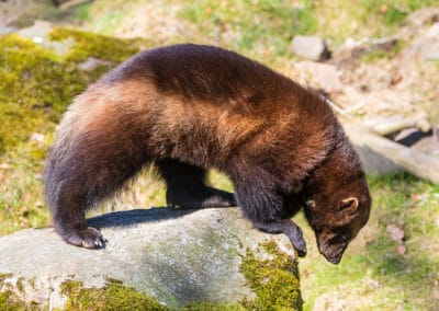 glouton, carcajou, animal feroce dangereux et vorace, mustelidé, mammifere carnivore du Canada