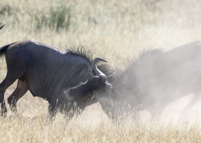 combat de gnous bleus a queue noire, animaux, bovidés, mammiferes herbivores d'afrique