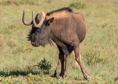 gnou noir à queue blanche, animal, bovidé, mammifere hebivore d'afrique du sud, eteint à l'etat sauvage