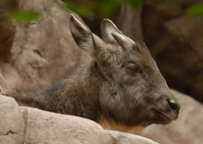 goral a longue queue, animal, mammifere herbivore, bovidé d'asie et de russie