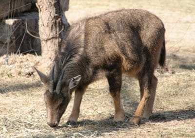 goral a longue queue, animal, mammifere herbivore, bovidé d'asie et de russie