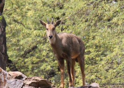 goral de l'Himalaya, animal, bovidé, mammifere herbivore des montagnes d'asie