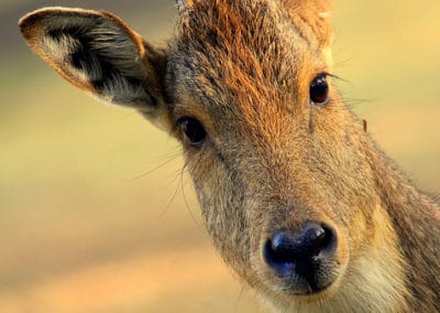 goral de l'Himalaya, animal, bovidé, mammifere herbivore des montagnes d'asie