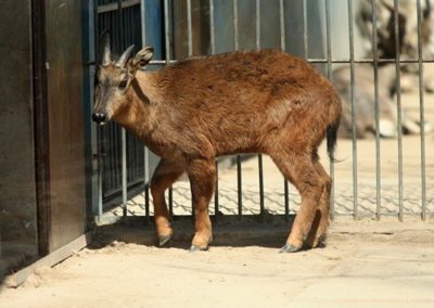 goral roux, animal, mammifere herbivore, bovidé d'asie inde, chine, tibet