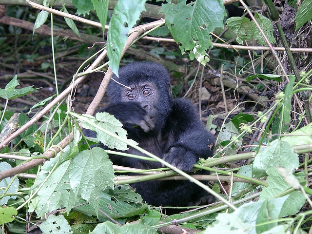 bebe gorille de l'est, jeune petit gorille, primate, singe d'afrique de l'est